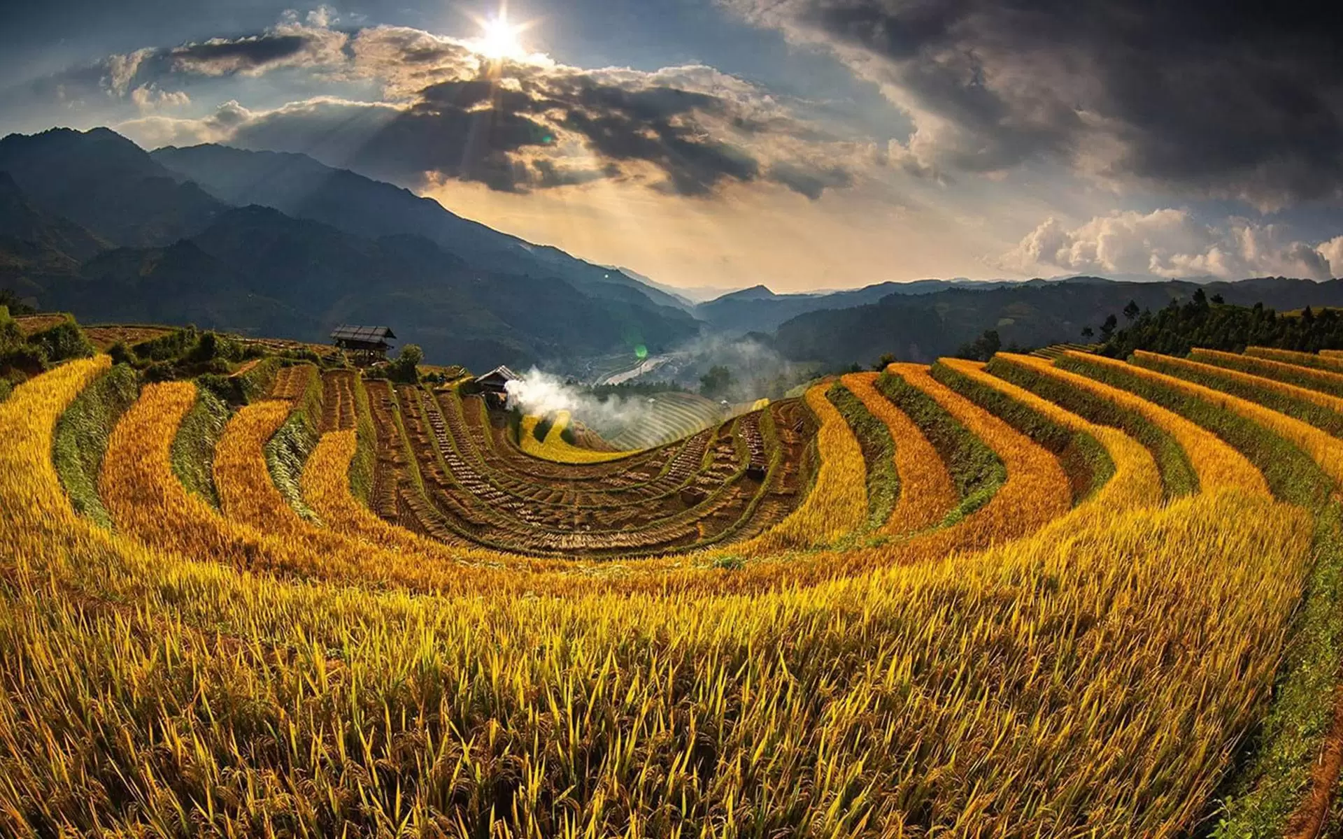 golden rice filed in Mu Cang Chai