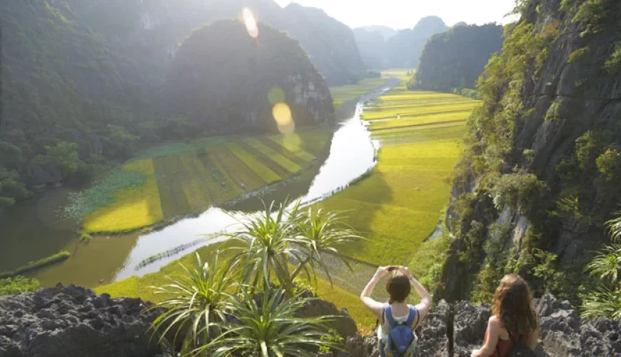 golden rice field in Ninh Binh