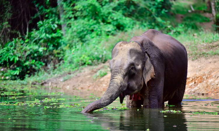 Luang Prabang Elephant Tour