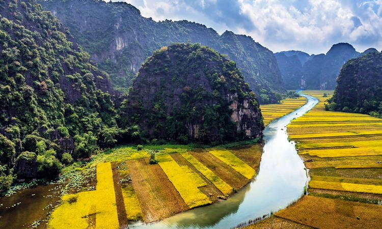 Golden rice field in Ninh Binh Golden rice field in Ninh Binh
