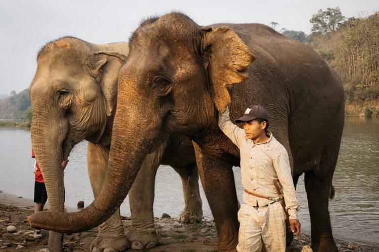 Elephant Village in Luang Phabang