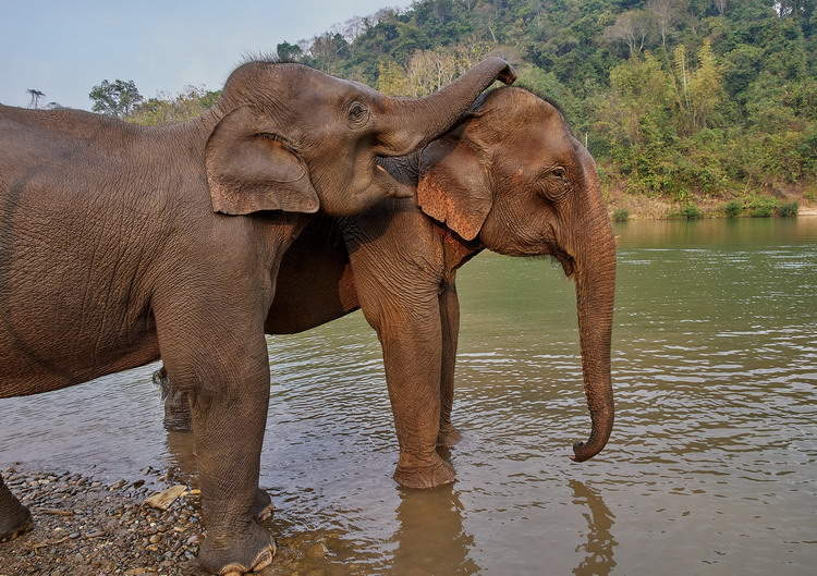 Elephant Village in Luang Phabang